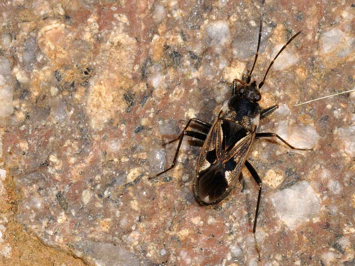 Lygaeidae: Rhyparochromus vulgaris di Rocca di Botte (AQ)